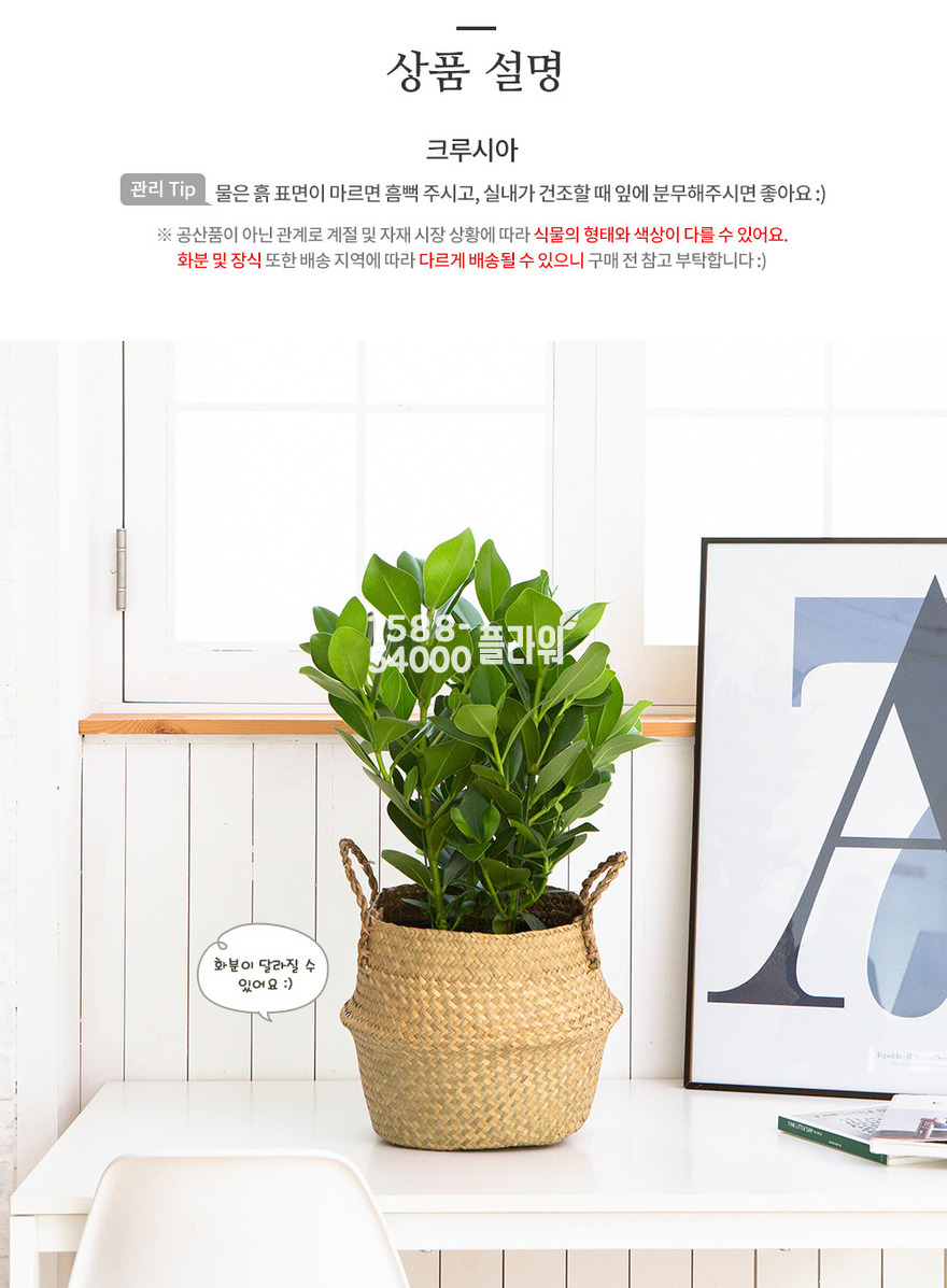 상세이미지