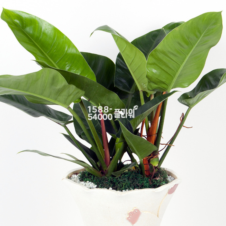 상세이미지