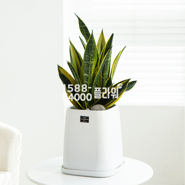 산세베리아♣공기정화