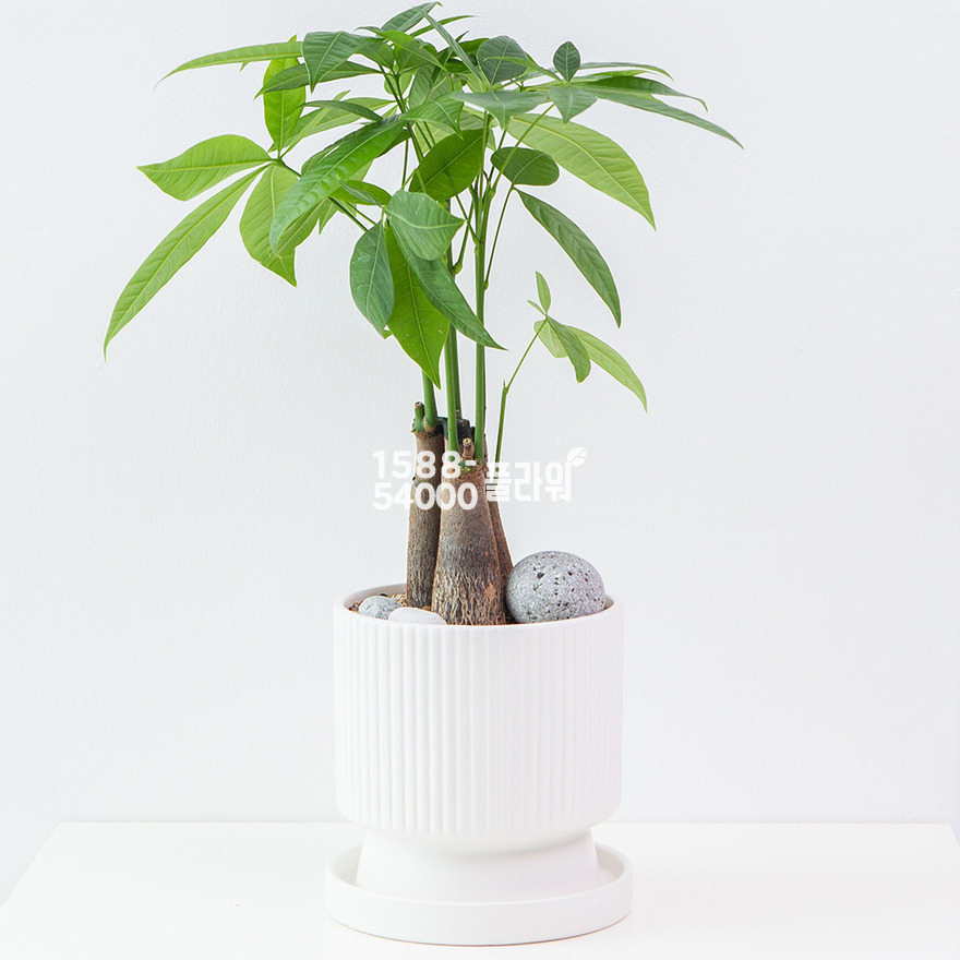 상세이미지