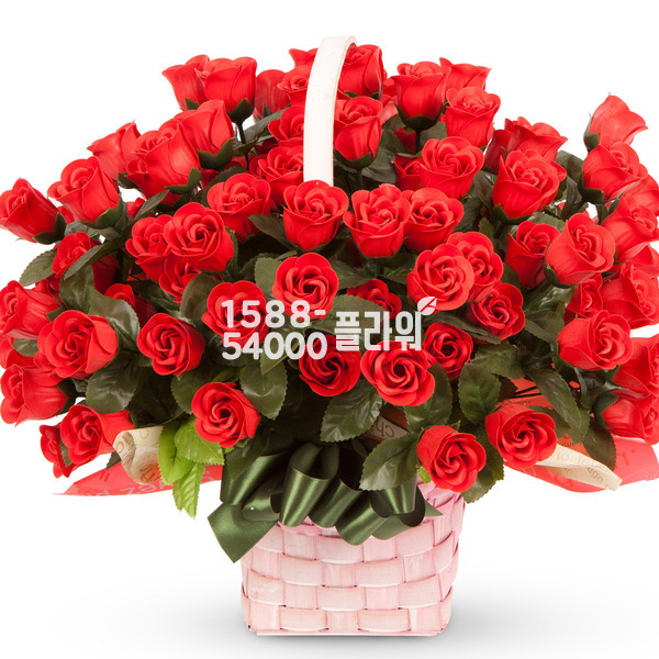 비누꽃_빨강장미(100송이)