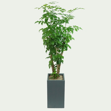 녹보수♠고급(사각화분)