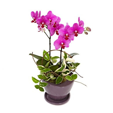 딜라이트 호접란(핑크)