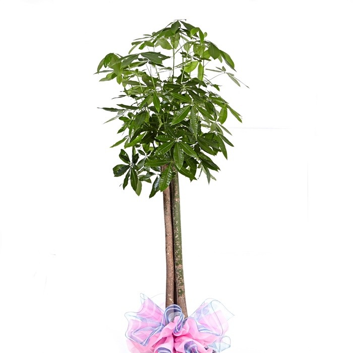 상세이미지