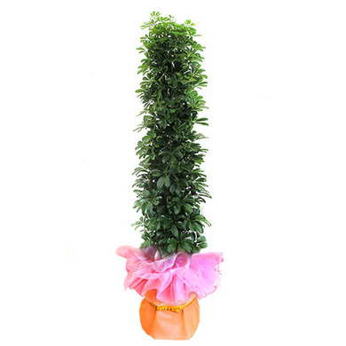홍콩야자B형1.8m이상