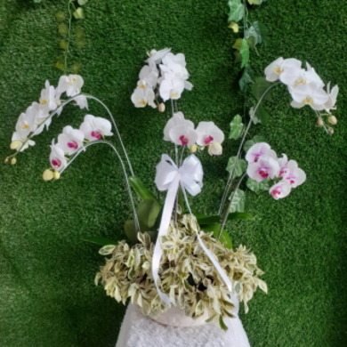 호접란A-싱가폴